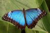 Peleides Blue Morpho (Morpho peleides) - Wiki