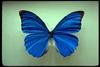 Blue Morpho