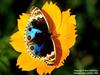 Amazon Morpho?