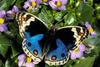 Amazon Morpho?