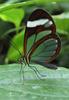 Glasswing Butterfly (Greta oto) - Wiki