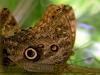 Owl Butterfly (Genus: Caligo)
