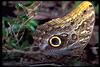 Owl Butterfly (Genus: Caligo)