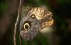 Owl Butterfly (Genus: Caligo)