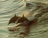 Spinner Dolphin (Stenella longirostris)
