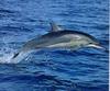 Spinner Dolphin (Stenella longirostris)