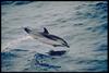 Striped Dolphin (Stenella coeruleoalba) - Wiki