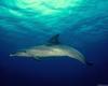 Spotted Dolphin (Stenella sp.)