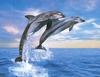 Spotted Dolphin (Stenella sp.)