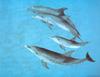 Spotted Dolphin (Stenella sp.)