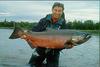 Chinook salmon (Oncorhynchus tshawytscha)