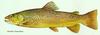 Brown Trout (Salmo trutta)