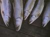 Trout and Salmon