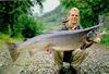 Atlantic Salmon (Salmo salar)