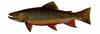 Brook Trout (Salvelinus fontinalis)