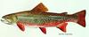 Brook Trout (Salvelinus fontinalis)