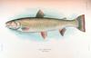 Dolly Varden Trout (Salvelinus malma malma) - Wiki