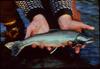 Dolly Varden Trout (Salvelinus malma malma)