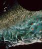 Dolly Varden Trout (Salvelinus malma malma)