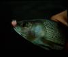 Grayling (Thymallus thymallus)