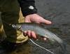 Arctic Grayling (Thymallus arcticus)