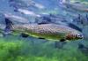 Rainbow Trout, Steelhead Trout (Oncorhynchus mykiss) - Wiki