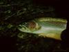 Rainbow Trout (Oncorhynchus mykiss)