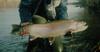 Rainbow Trout (Oncorhynchus mykiss)