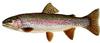 Rainbow Trout (Oncorhynchus mykiss)