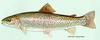 Rainbow Trout (Oncorhynchus mykiss)