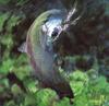 Rainbow Trout (Oncorhynchus mykiss)