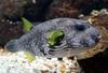 White-spotted Puffer (Arothron hispidus) - Wiki