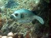 Black-spotted Puffer (Arothron nigropunctatus) - Wiki