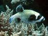 Masked Puffer (Arothron diadematus) - Wiki