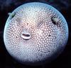 Guineafowl Puffer (Arothron meleagris)