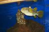 Reticulated Puffer (Arothron reticularis)