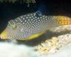 Spotted sharpnose pufferfish, Canthigaster solandri (Richardson, 1845)