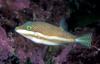 Clown Toado (Canthigaster callisterna) - Wiki