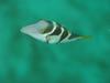 Valentinni's Sharpnose Puffer (Canthigaster valentini) - Wiki