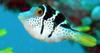 Blacksaddle Filefish (Paraluteres prionurus) - Wiki
