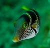 Valentinni's Sharpnose Puffer (Canthigaster valentini)