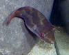 Red-tailed Dwarf Puffer (Carinotetraodon irrubesco) - Wiki