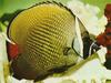 Redtail Butterflyfish (Chaetodon collare)
