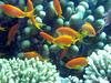 Sea goldie (Pseudanthias squamipinnis) females