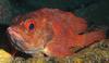 Toadstool Groper (Trachypoma macracanthus) - Wiki