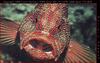 Bass??? weird looking fish...