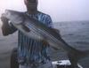 Striped Bass (Morone saxatilis)