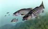 Striped Bass (Morone saxatilis) - Wiki