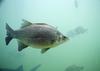 White bass (Morone chrysops) - Wiki