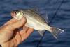 White Perch (Morone americana) - Wiki